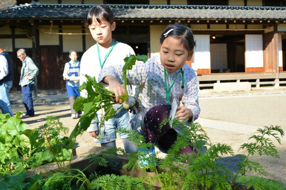 野菜を収穫する子どもたち
