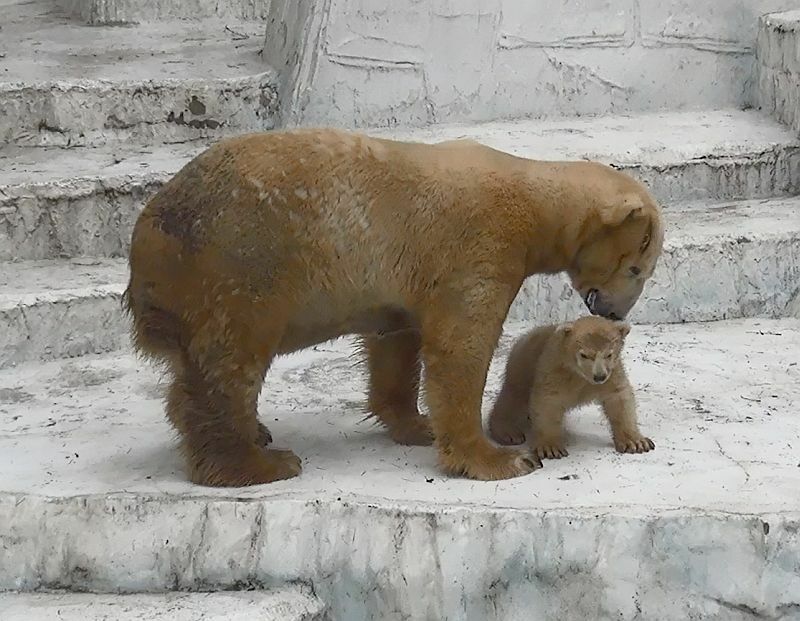 [写真]ホッキョクグマの繁殖にも成功。赤ちゃん「モモ」は人気者となった=3月9日、天王寺動物園で
