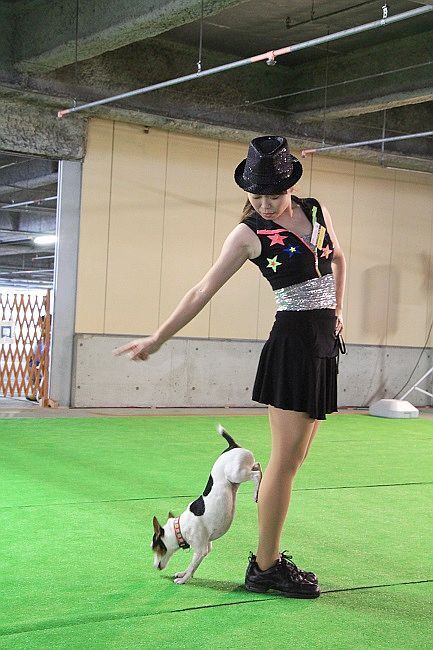 [写真]日本最大級のドッグダンス、犬と人が一緒に踊るイベントだ