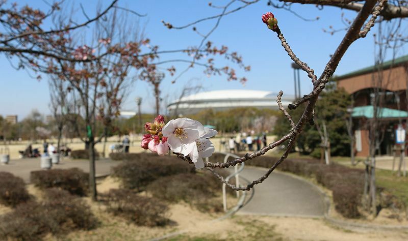[写真]長居公園でもソメイヨシノが咲き始めていた=23日午後、大阪市東住吉区で