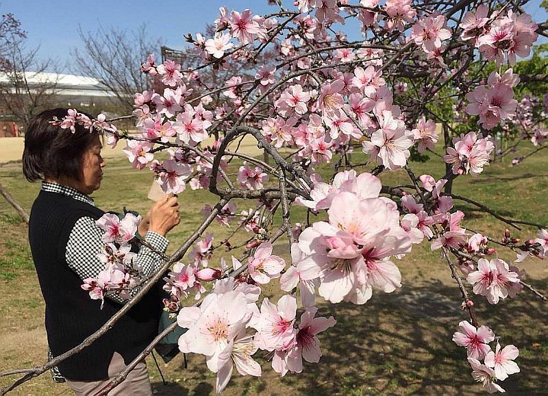 [写真]青空のもとアーモンドが咲き誇り、写真撮影を楽しむ人も多かった=23日午後、大阪市東住吉区の長居公園で
