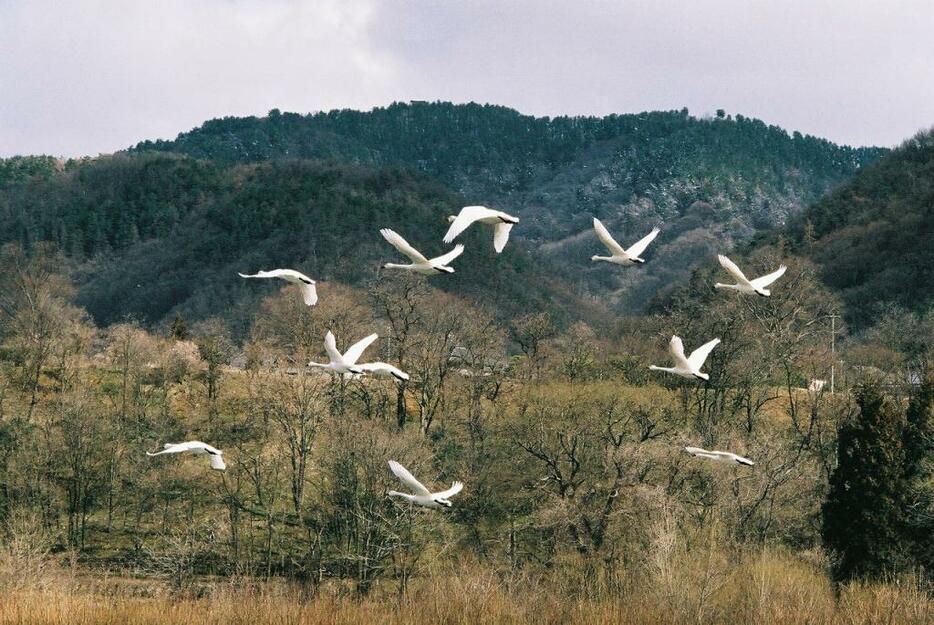 [写真]北帰行を前に飛び回るコハクチョウ