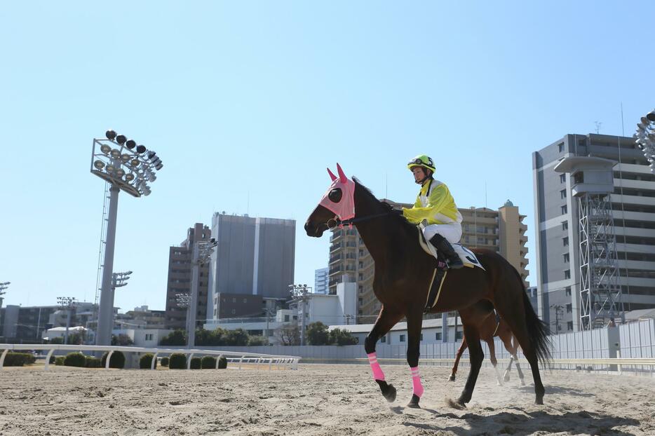 中央でのデビューは、3月5日の中山競馬場の予定＝2016年3月3日（写真：YUTAKA/アフロスポーツ）