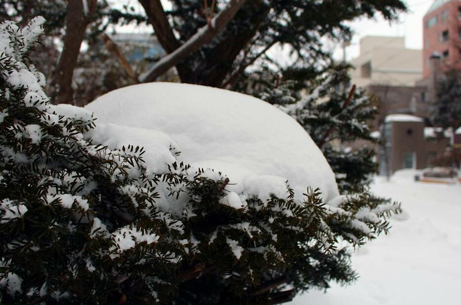 [写真]再び木々に積雪（札幌市内）