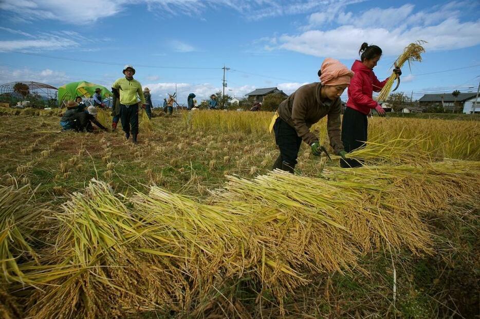 [写真]滋賀県近江八幡市の「ノラノコ・プロジェクト」の収穫風景=2015年10月31日）
