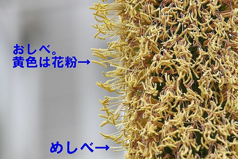 [写真]黄色い花の部分の解説図（愛知県名古屋市の東山動植物園で、一部加工）