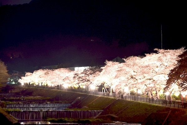 [写真]ライトアップされる箱根・早川堤の満開の桜(13日午後8時ごろ、林直樹氏撮影)