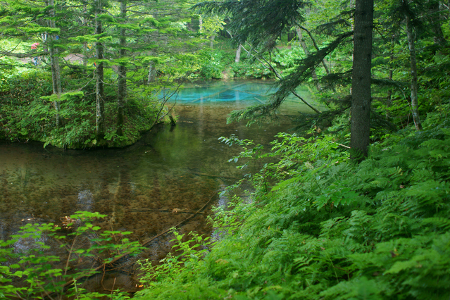 [写真]北海道の神の子池と周辺の森（写真はイメージ）。水源地である森林を守れるか