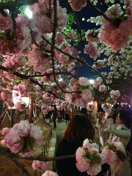多くの人が夜桜の通り抜けを楽しむ＝11日午後7時半ごろ、大阪市北区で