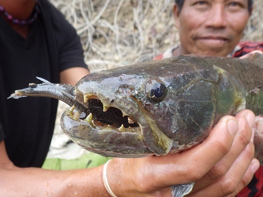 [画像]現地で捕獲した淡水魚タライロン