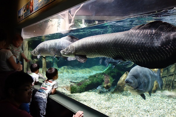 [画像]アマゾンの巨大魚ピラルクー