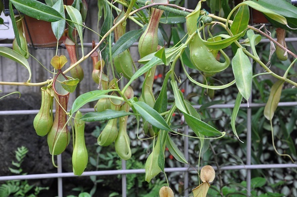 [写真]ウツボカズラの仲間は異なった環境に適応してきたため、虫を捕えるつぼの形状や仕組みがそれぞれ違う