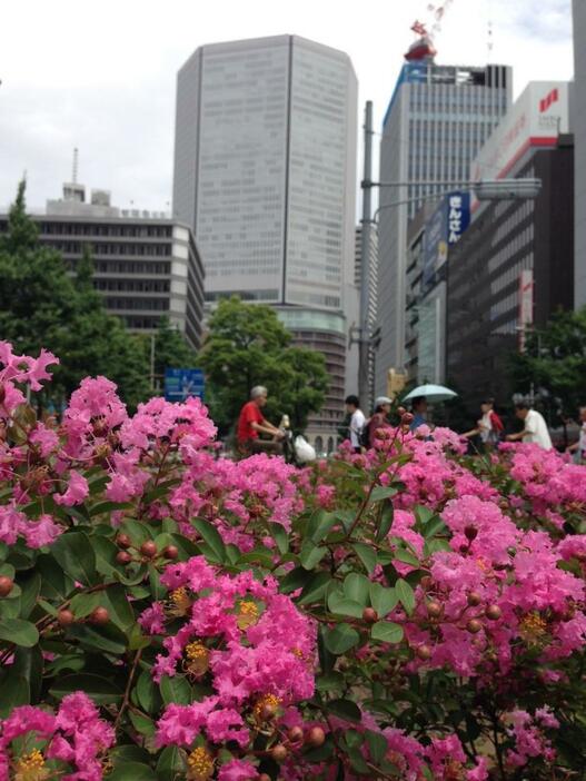 [写真]蒸し暑い中咲く矮性サルスベリ。道行く人は日傘などで熱中症対策＝9日午前11時ごろ、大阪市北区で